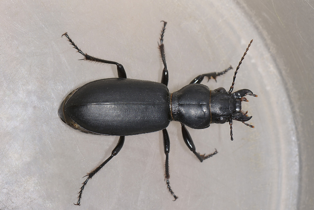 Broscus cephalotes (Carabidae)